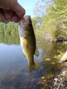 Largemouth Bass