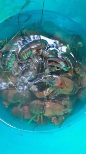 American Signal Crayfish