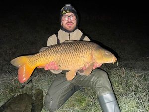 Common Carp