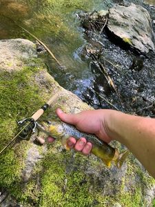 Brown Trout