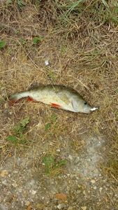 European Perch