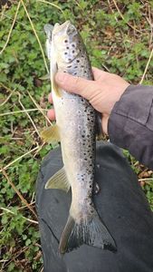 Brown Trout