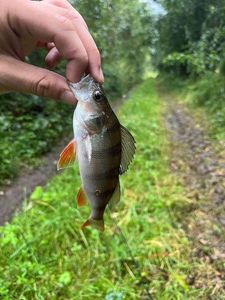 European Perch