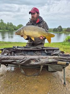 Common Carp