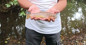 Brown Trout