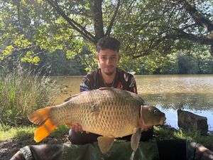 Common Carp