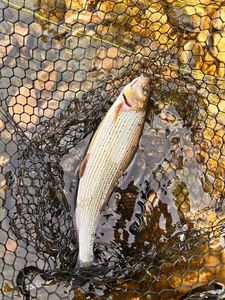 Grayling