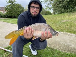 Mirror Carp