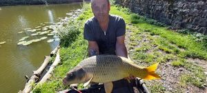 Common Carp