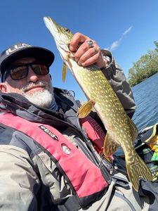 Northern Pike
