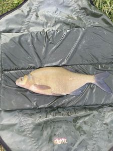 Common Bream