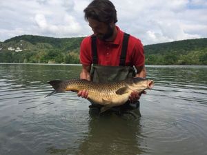 Common Carp