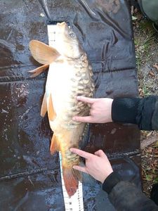 Mirror Carp