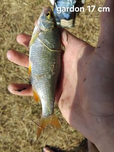 Roach