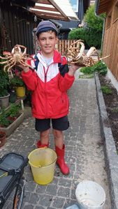 Common Spider Crab