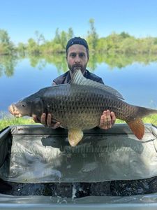 Common Carp