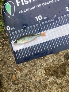 European Perch