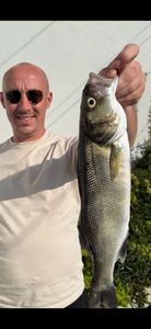 European Bass (Seabass)