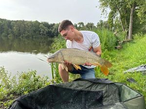 Common Carp