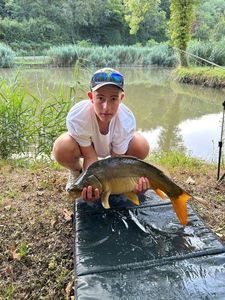 Mirror Carp
