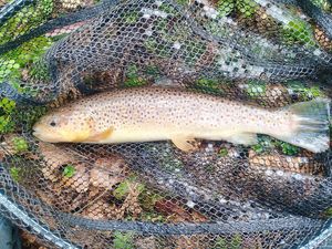 Brown Trout