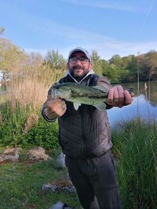 Largemouth Bass