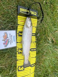 Rainbow Trout
