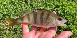 European Perch