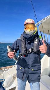 European Bass (Seabass)