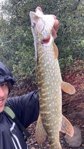 Northern Pike