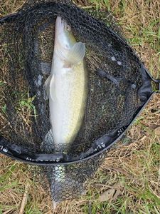 Zander