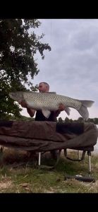 Grass Carp