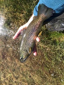 Brown Trout