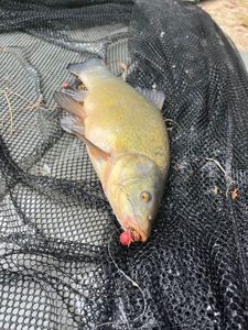Tench