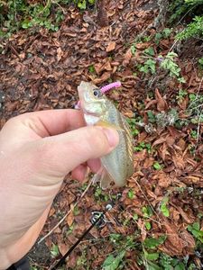Ruffe