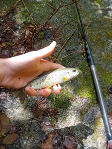 Rainbow Trout
