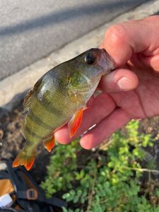 European Perch
