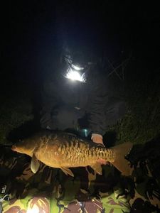 Mirror Carp