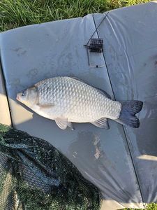 Prussian Carp