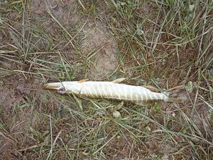 Northern Pike