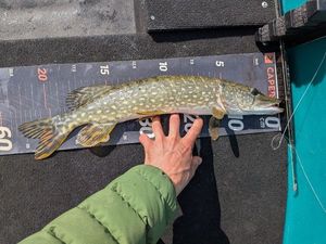 Northern Pike