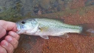 Largemouth Bass