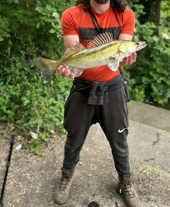 Zander