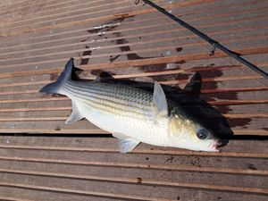 Thicklip Grey Mullet