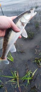 Zander