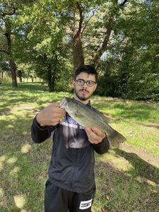 Largemouth Bass