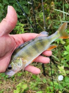 European Perch