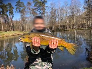 Brown Trout