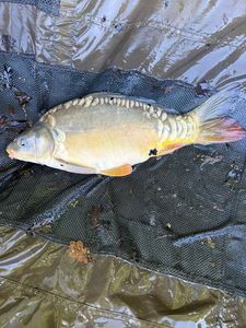 Leather Carp