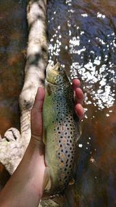 Brown Trout